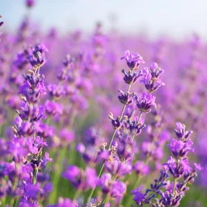 Plongez dans le parfum envoûtant de la lavande au Domaine des Blaques. Nos chambres, baignées de tons lavande et de touches florales, offrent une expérience sensorielle unique. Un séjour où le calme provençal rencontre le confort raffiné.