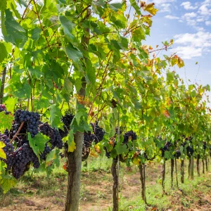 Bienvenue dans un havre de paix entouré de vignes au Domaine des Blaques. Nos chambres, élégamment aménagées, offrent une vue imprenable sur les vignobles environnants. Une expérience de séjour où le vin et la nature se conjuguent harmonieusement.