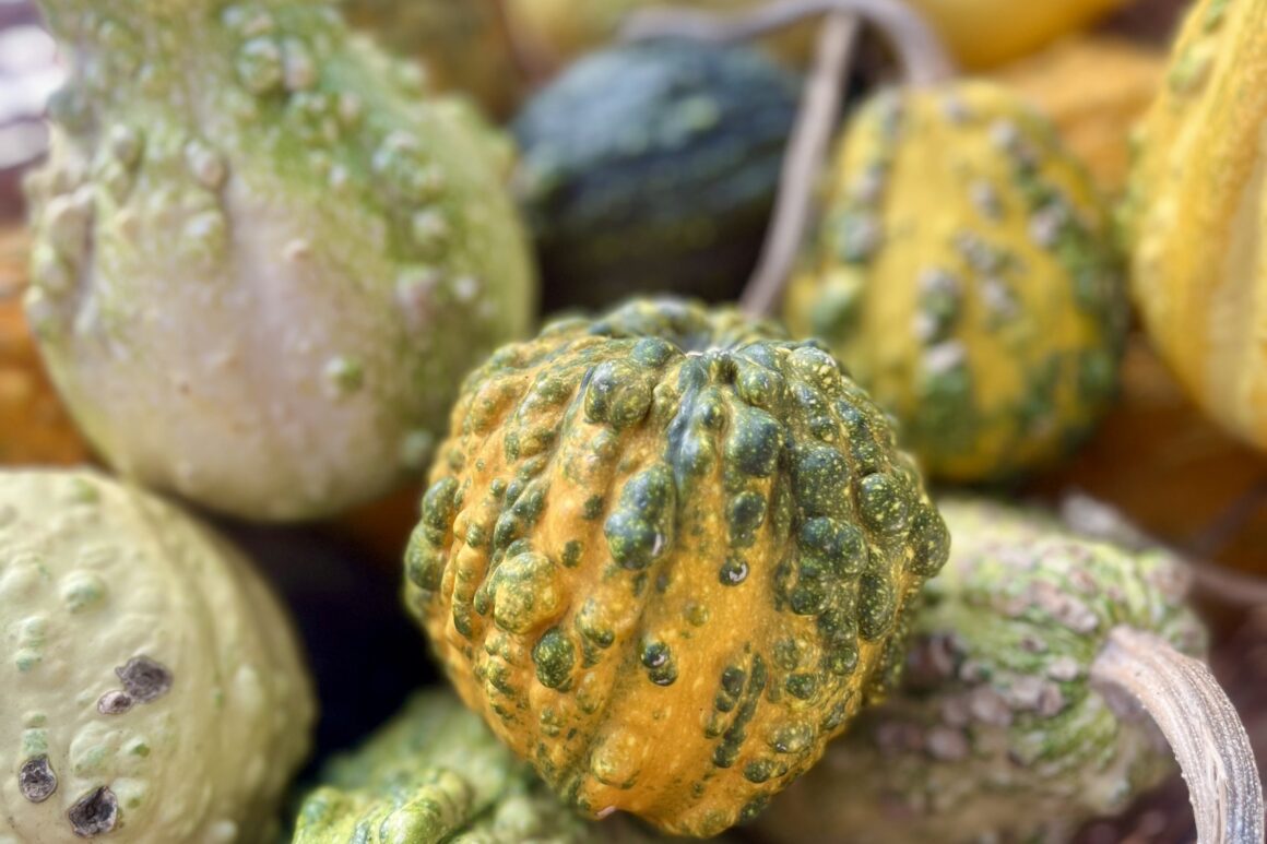 Notre Présence au Marché de la Courge