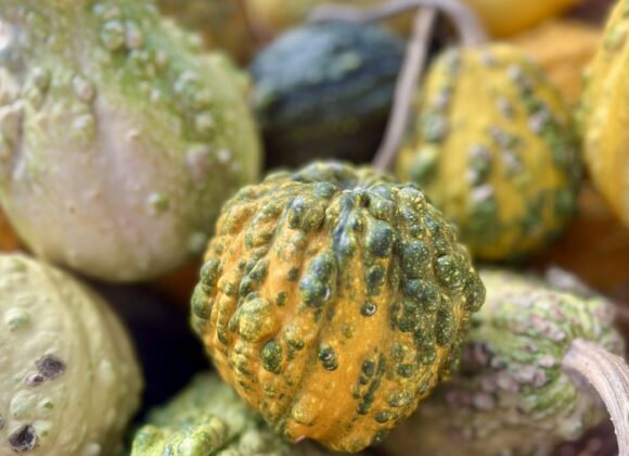 Notre Présence au Marché de la Courge